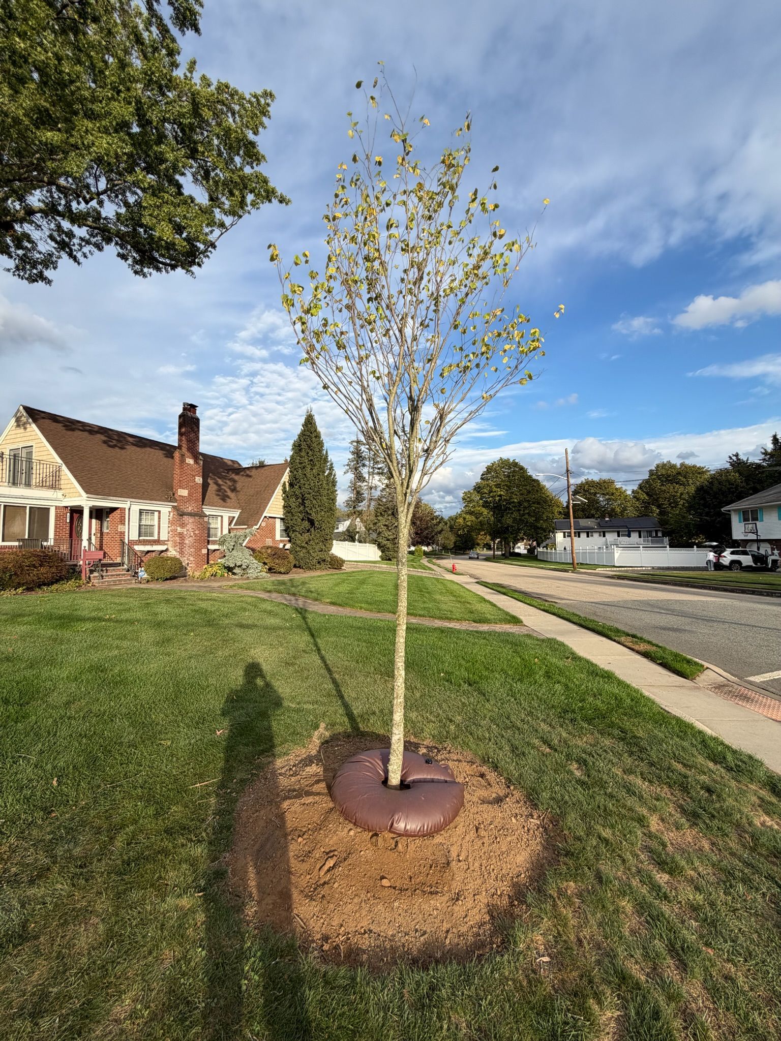 Newly planted tree in a yard, ringed by mulch and a water bag. Houses and blue sky in background.