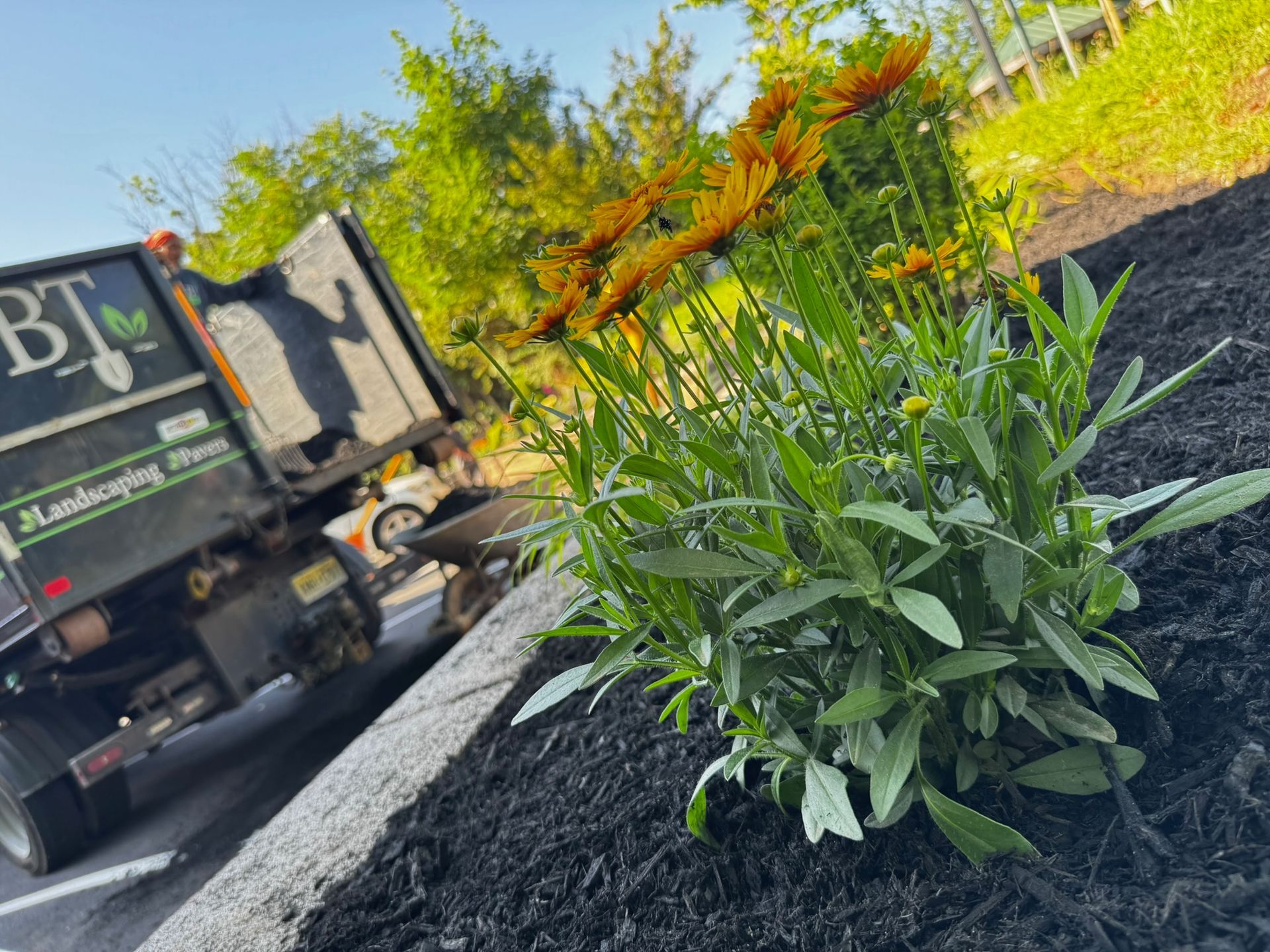 A landscaping truck and flower bed with orange flowers and green foliage.