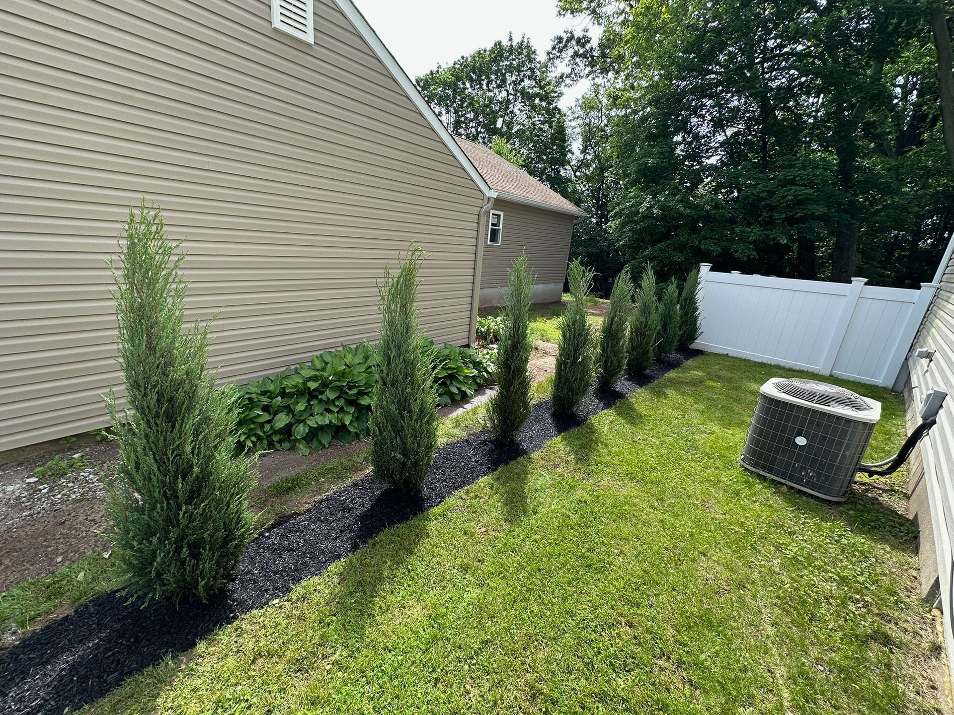Row of evergreen trees planted along a house, with black mulch, green grass, and a white fence.