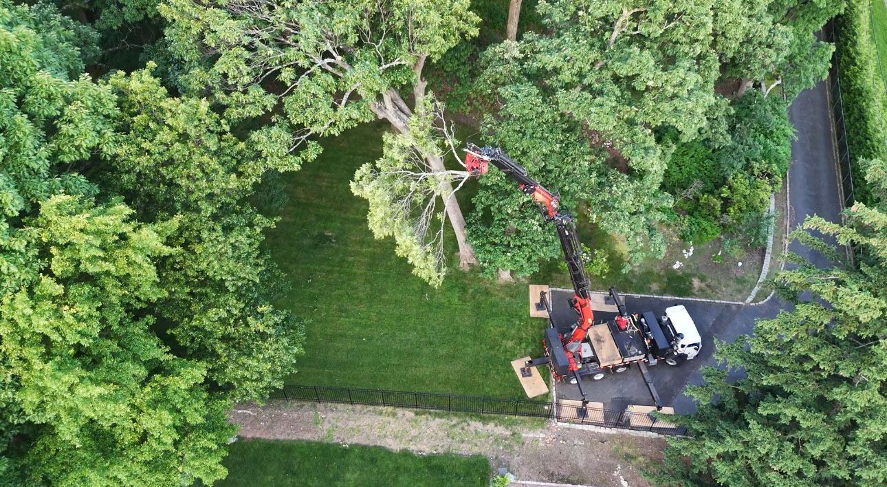 Crane trimming tree branches on a grassy lawn next to a paved area, surrounded by green trees.