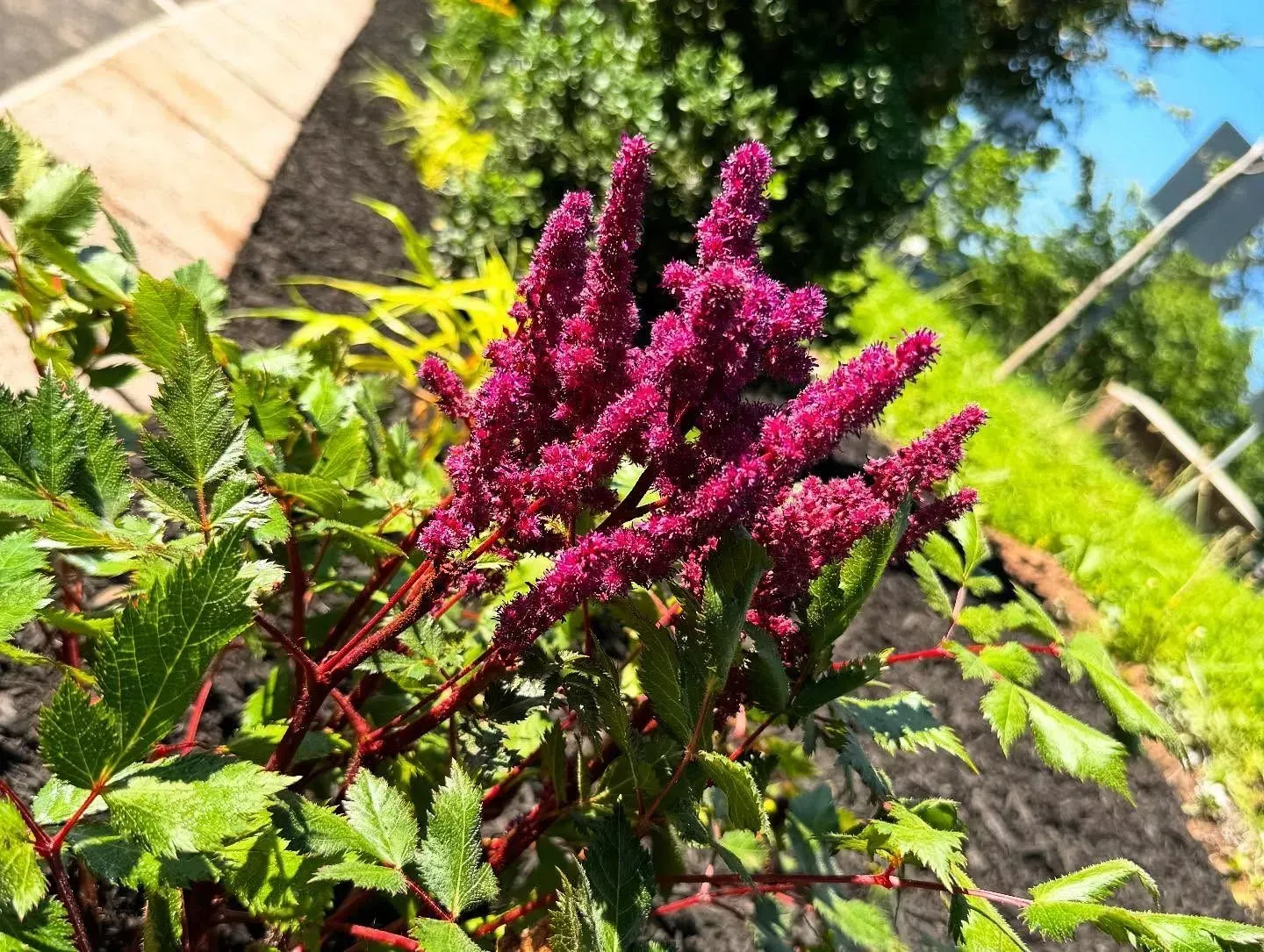 Burgundy astilbe flowers with feathery plumes, green leaves, and red stems in a garden.