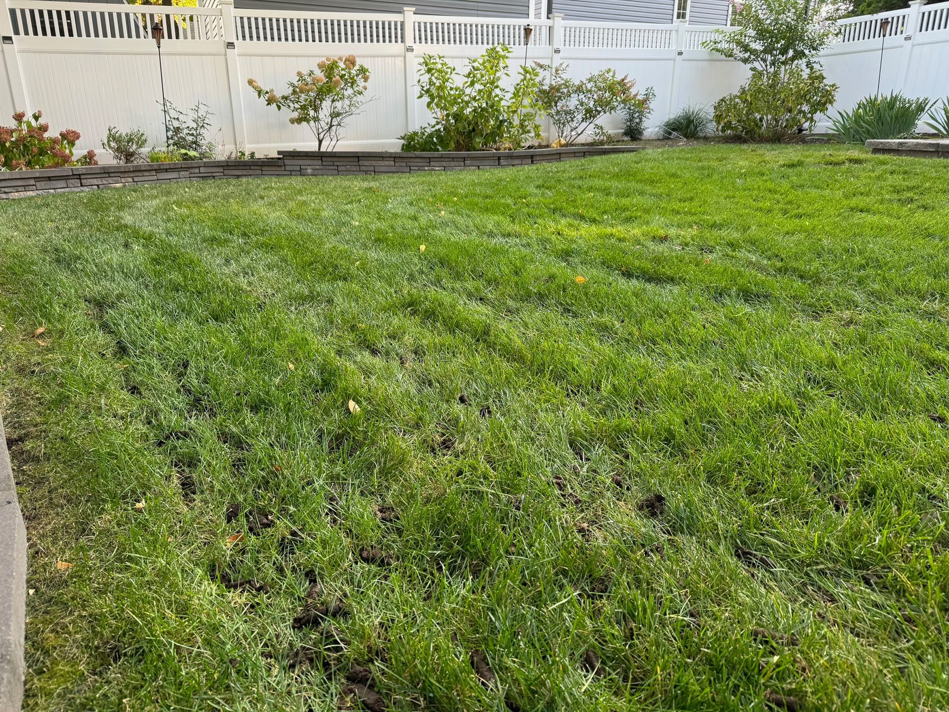 Lush green lawn in a backyard with a white fence and small bushes in the background.