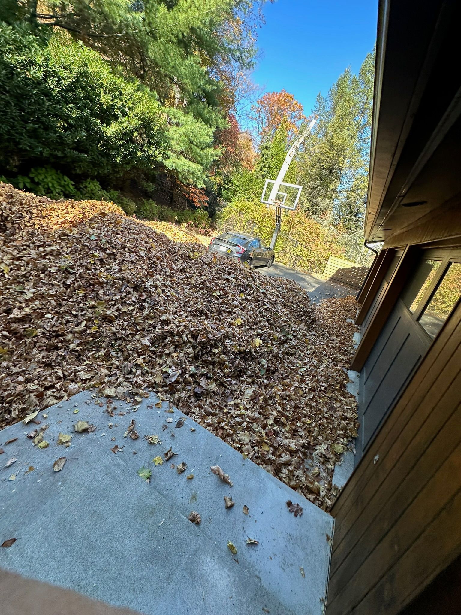 Backyard covered in fallen leaves beside a house and concrete patio, with trees in autumn colors.