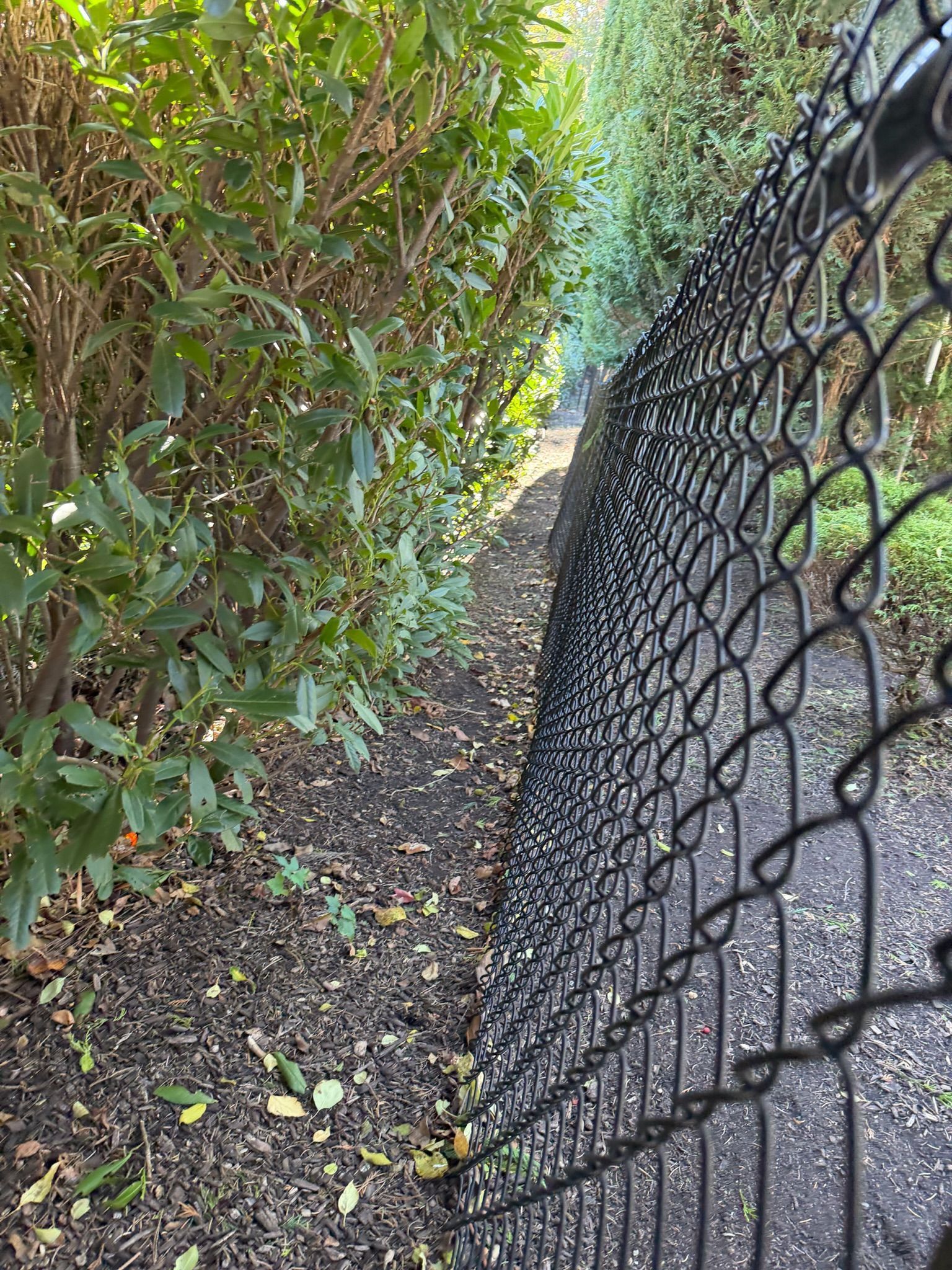 Narrow dirt path between a hedge and chain-link fence, covered with scattered leaves.
