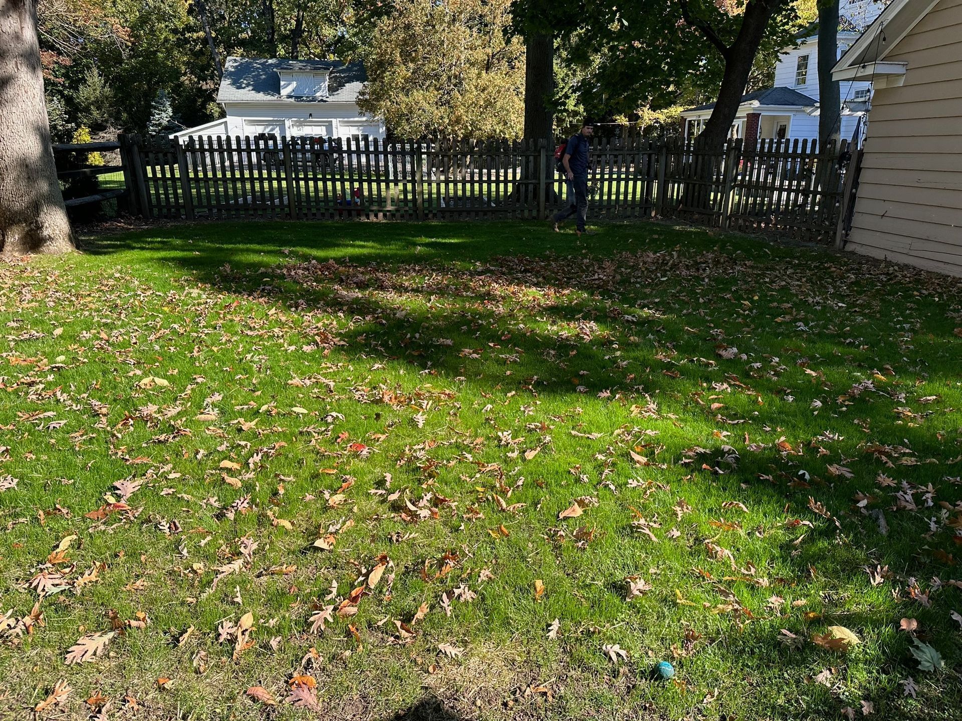 Sunlit backyard with grass, trees, scattered leaves, and a black picket fence