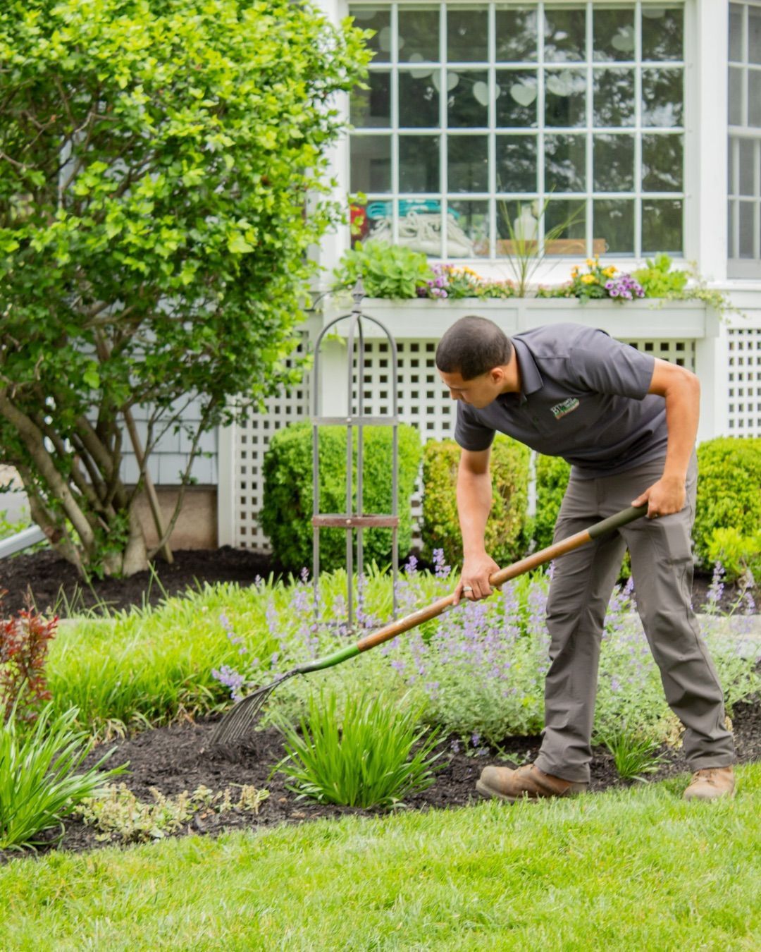 Man rakes soil in a green garden beside a white house and trellis window.