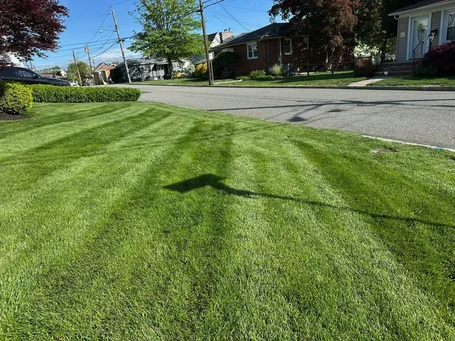 Sunlit suburban lawn beside a quiet street with trees and houses in the background