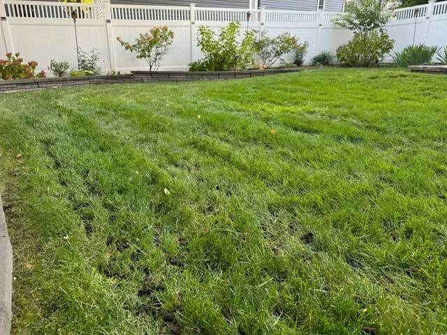 Backyard lawn with green grass, shrubs, and a white fence along the back