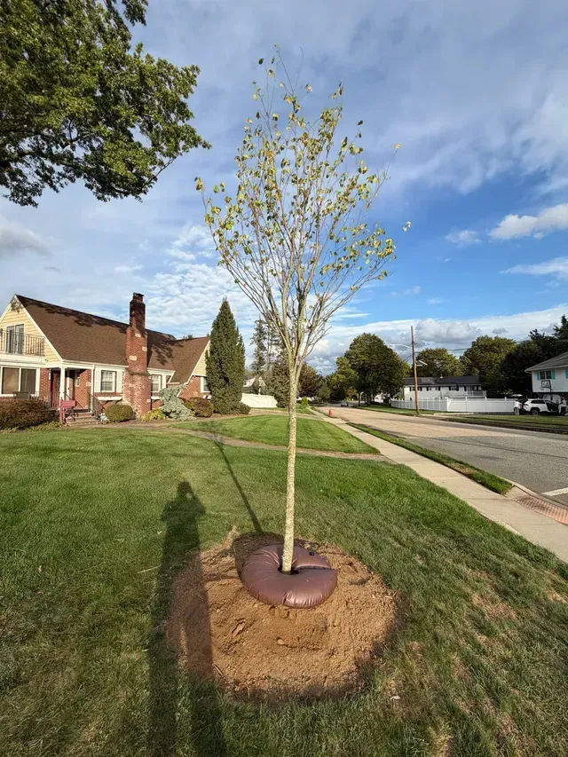 Young tree in a brown watering bag on a suburban street lawn, with houses and sidewalk in the background