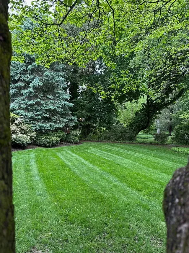 Lush green lawn with striped mowing lines, trees, and dense foliage in a shaded garden.