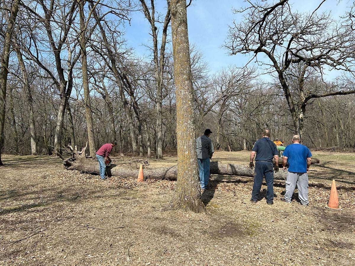 People cutting a fallen tree with chainsaws