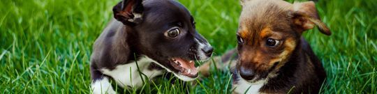 Two funny cute puppies playing on the green grass