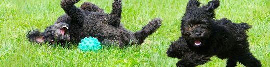 Poodle puppies having a great time in the yard