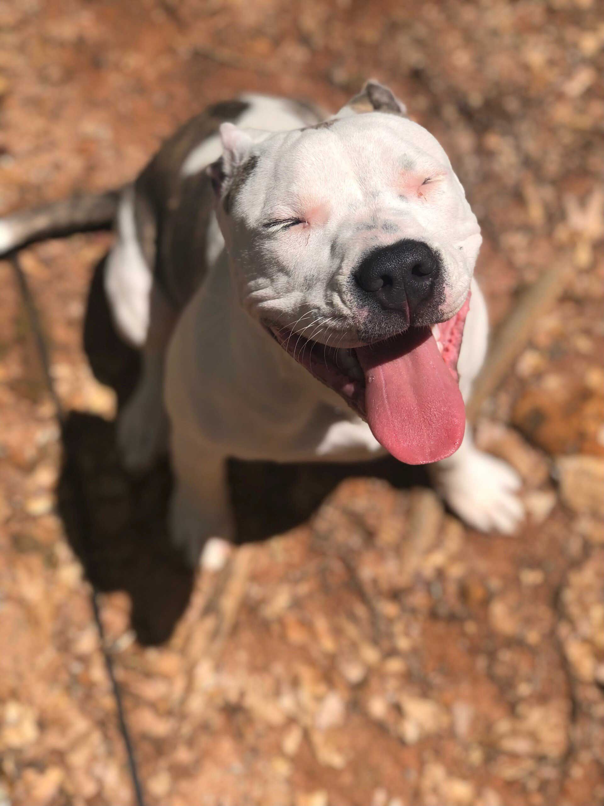 pet dog with tongue out