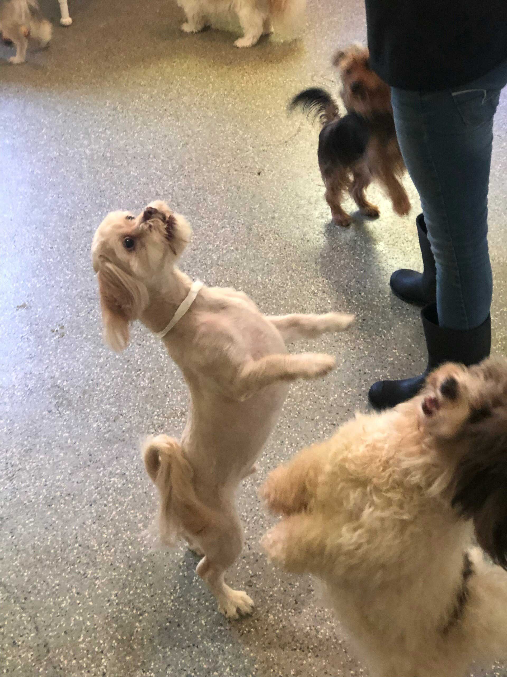 dog standing on hind legs