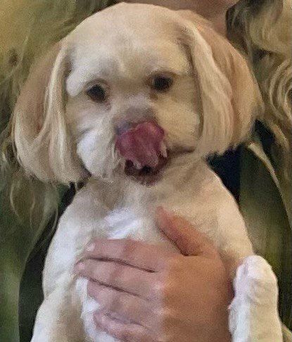 white dog with tongue out