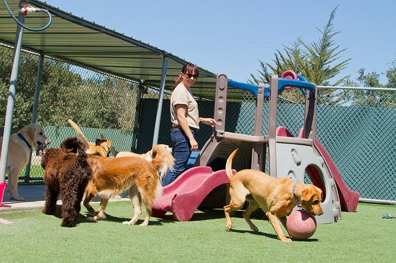 Dorby's Dog House Pet Resort Pet Services Newnan, GA