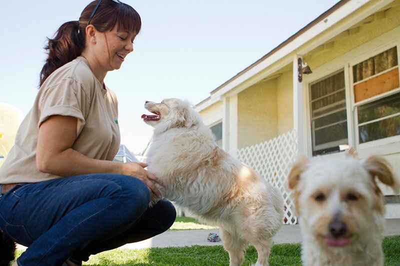 Dorby's Dog House Pet Resort Pet Services Newnan, GA