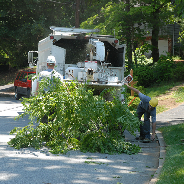 Tree trimming