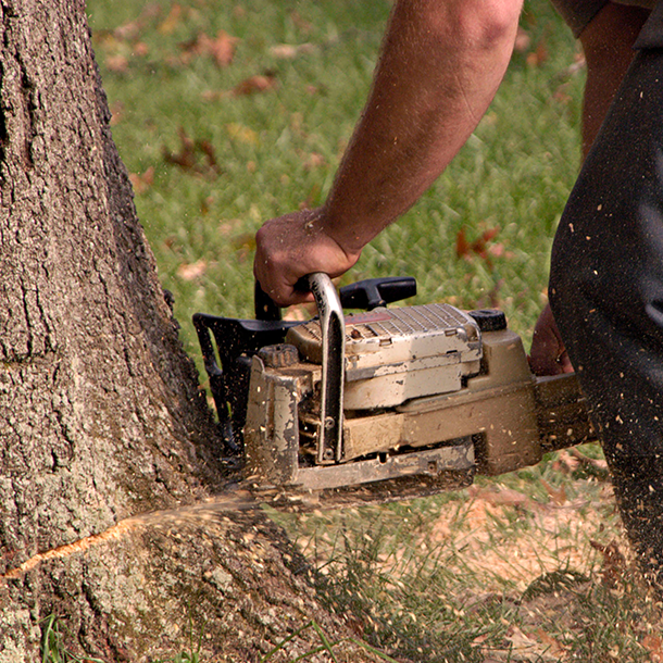 Tree removal