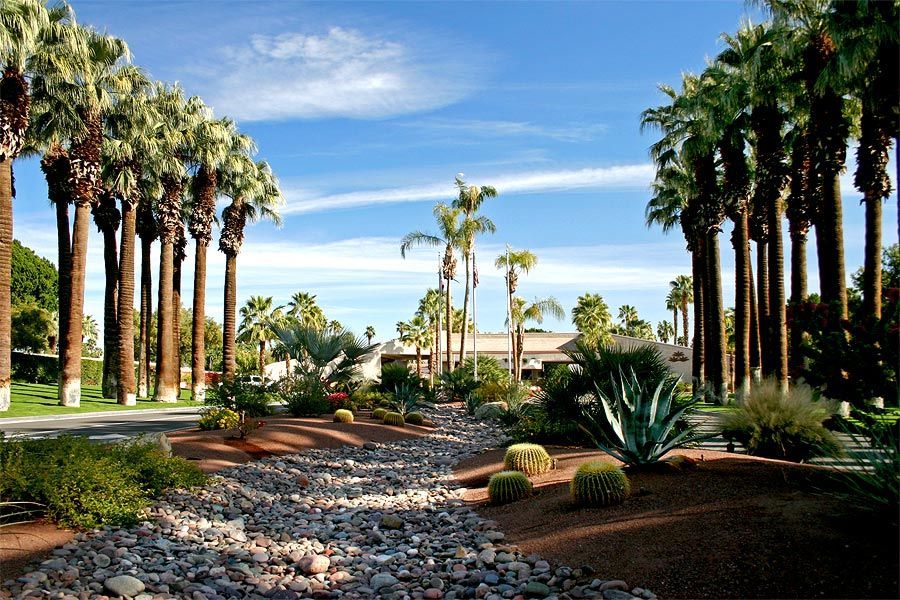 A row of palm trees along a rocky path