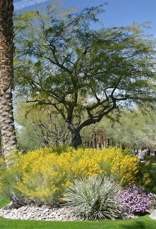 There is a tree in the middle of a garden with yellow flowers.