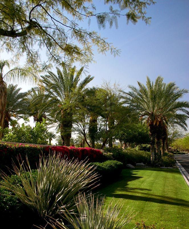 A lush green park with palm trees and bushes