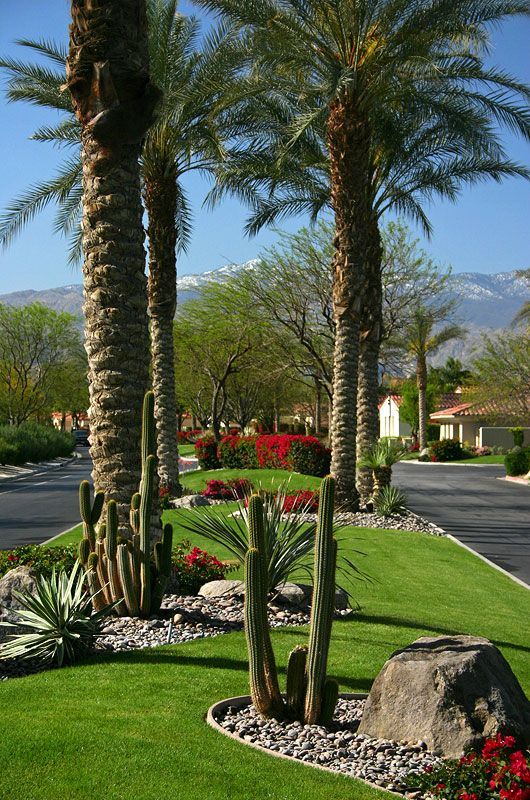 A lush green lawn with palm trees and cactus