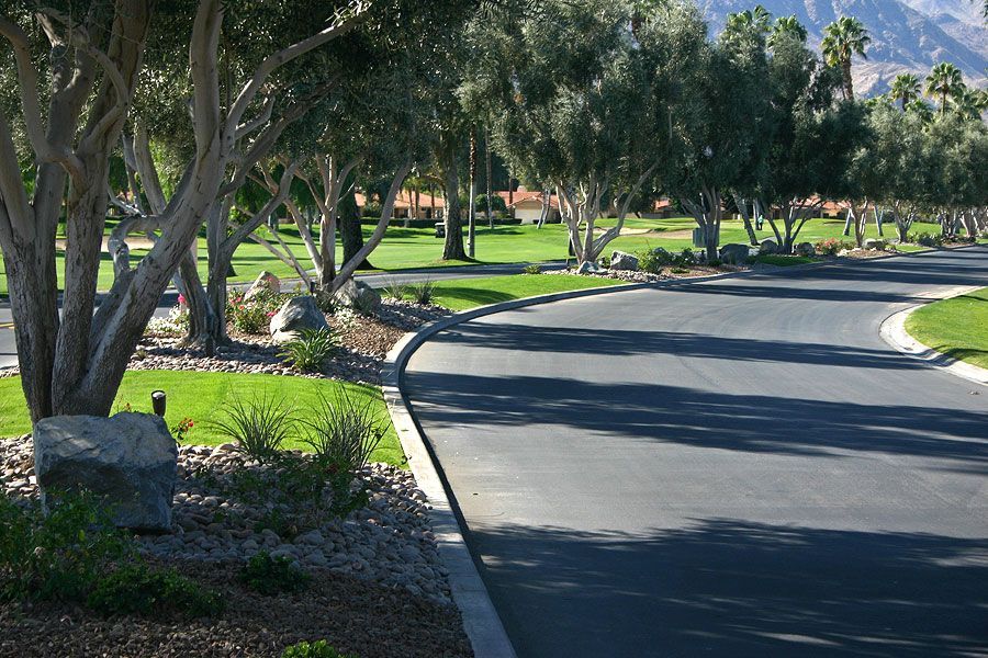 A row of trees along the side of a road