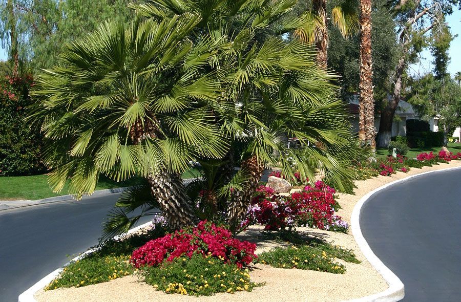 A palm tree is surrounded by flowers on the side of a road