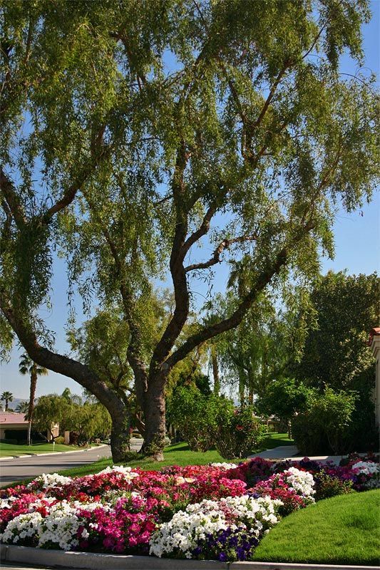 A tree with lots of leaves is surrounded by flowers