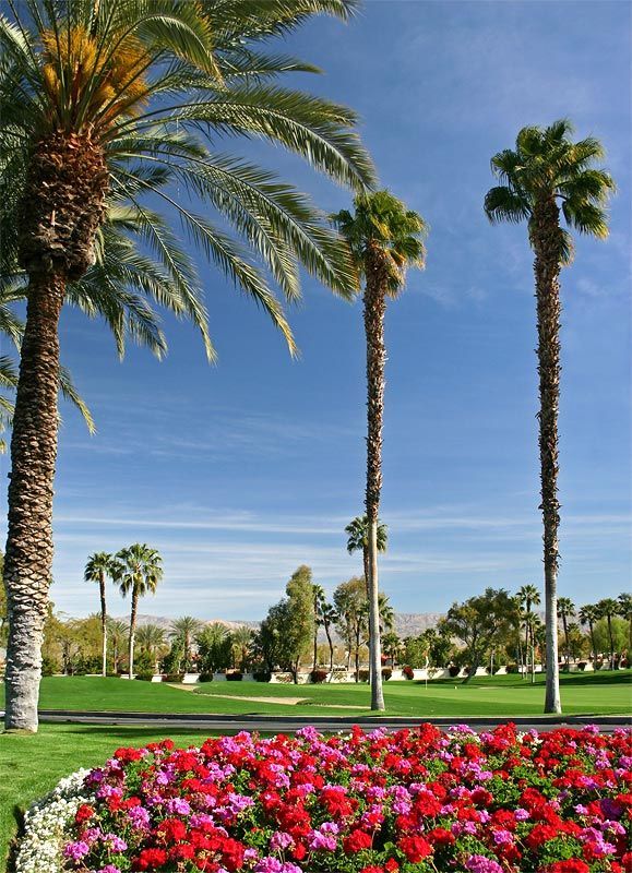 Palm trees and flowers in a park with a blue sky