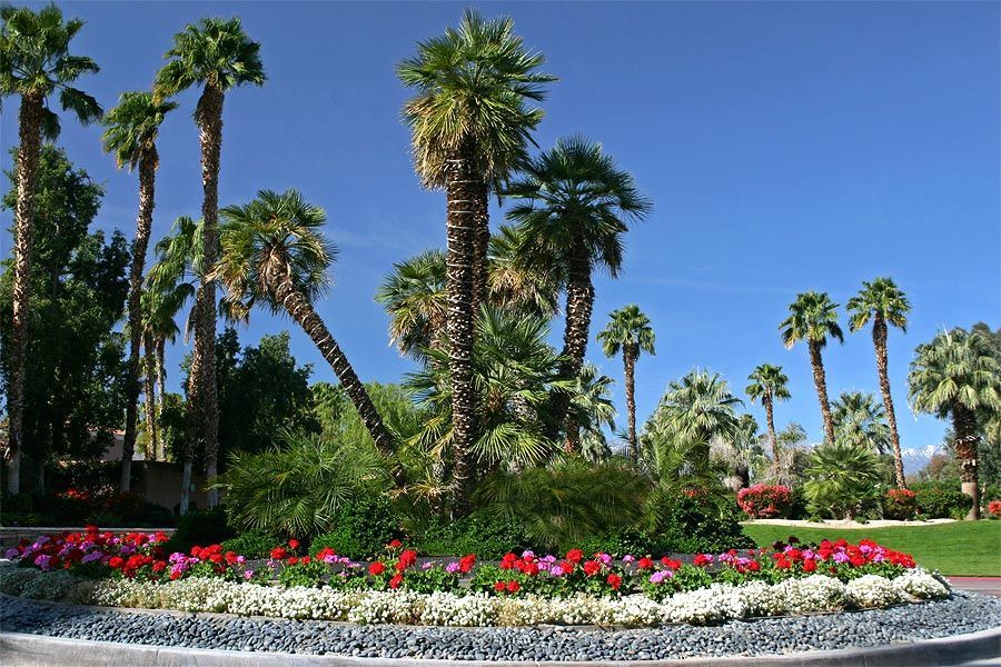 A circle of palm trees and flowers in a park