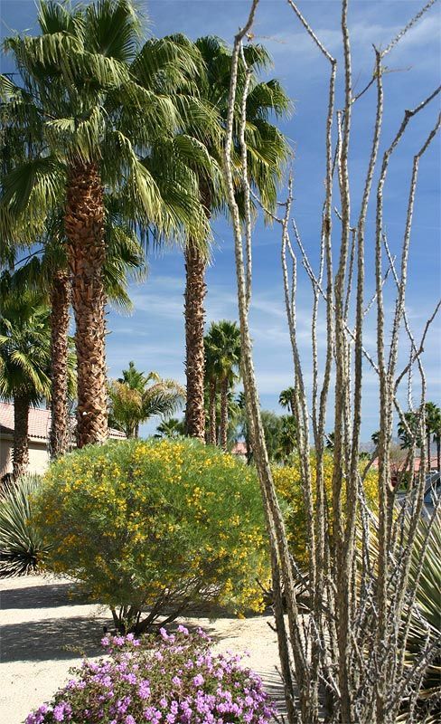 A row of palm trees with purple flowers in the foreground
