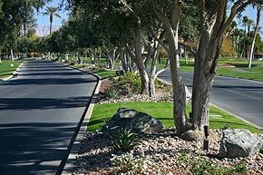 A row of trees along the side of a road