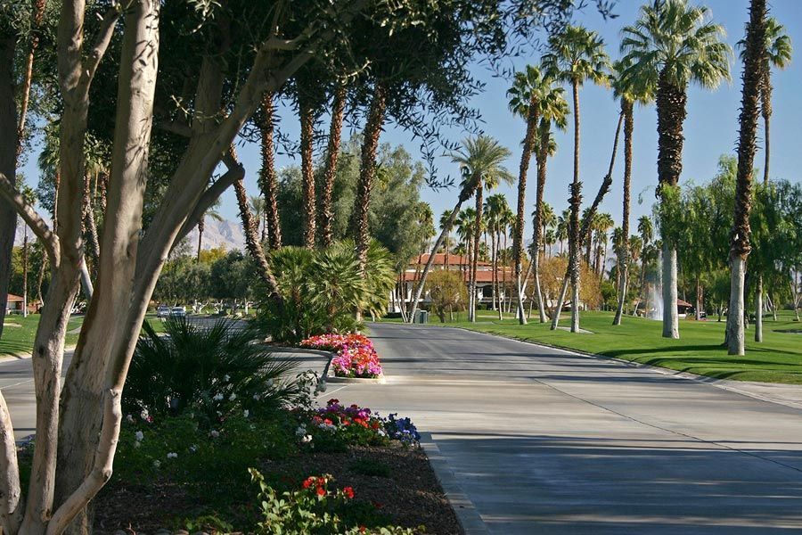 A row of palm trees along the side of a road