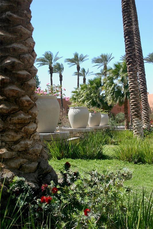 A garden with palm trees and potted plants