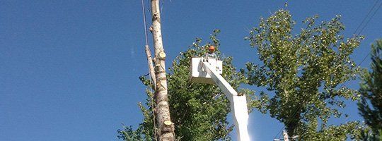 tree trimming