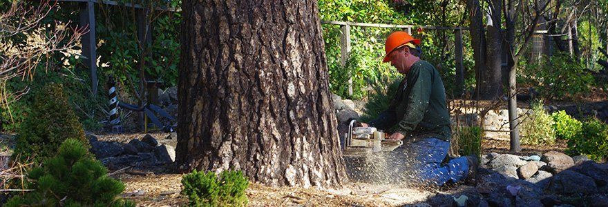 tree removal