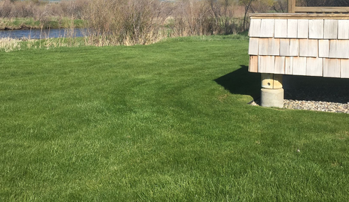 Grassy lawn beside a small shed, with trees and brush in the background