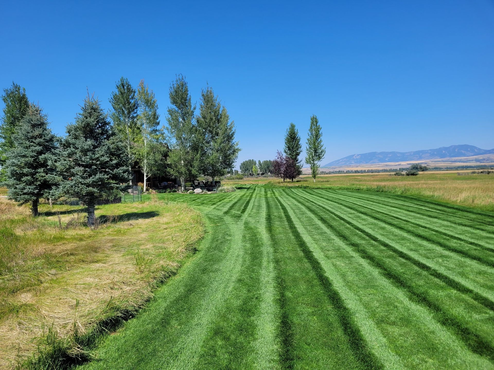 Mowed green field with rows, pine trees on the left, and mountains under a clear blue sky