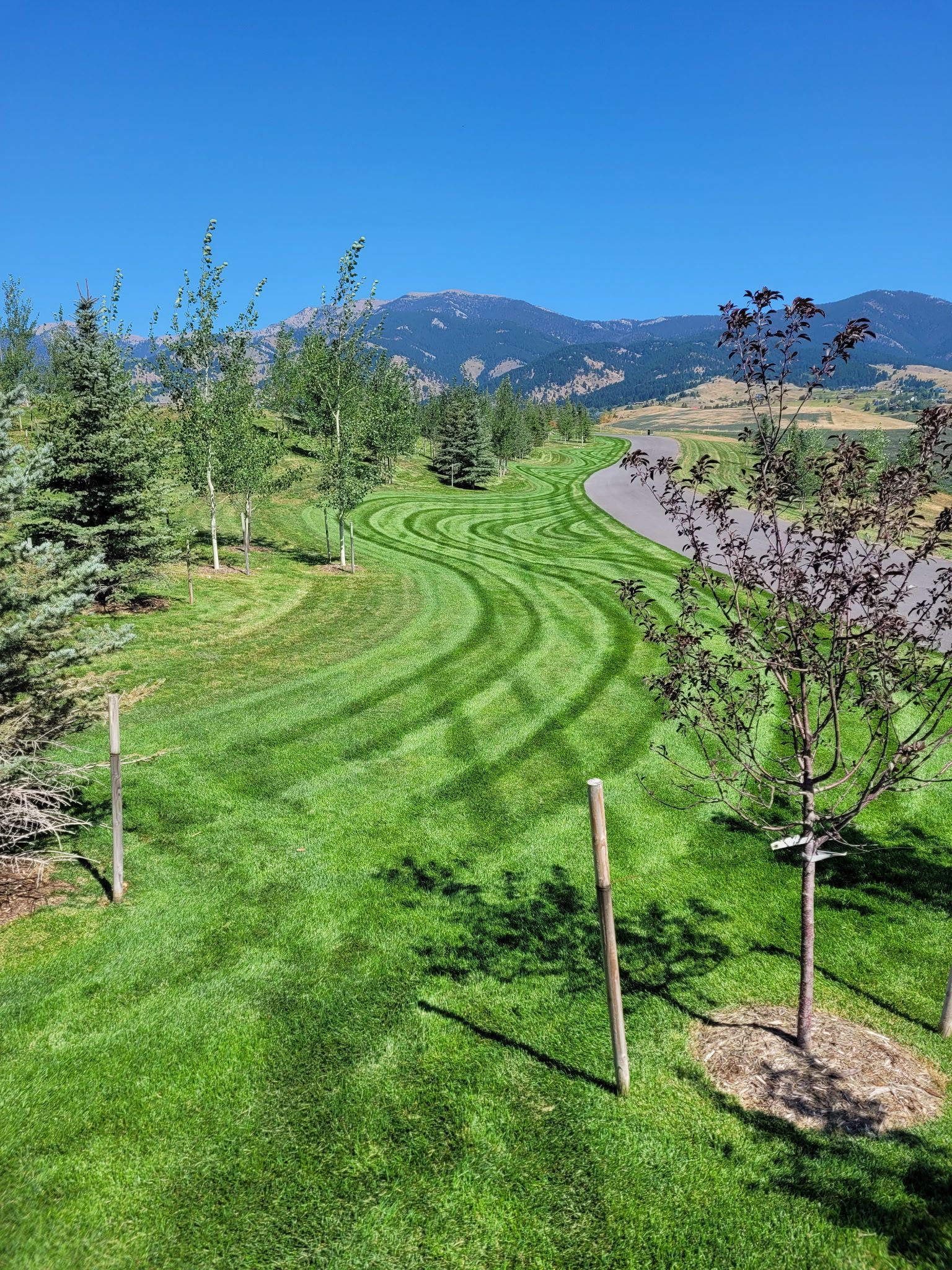 Young orchard rows beside a winding path, with green grass, blue sky, and mountains in the distance