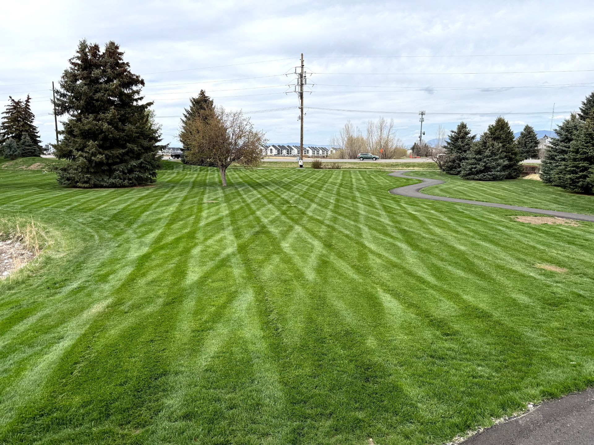 Grassy park with striped lawn, evergreen trees, and a utility pole under cloudy sky