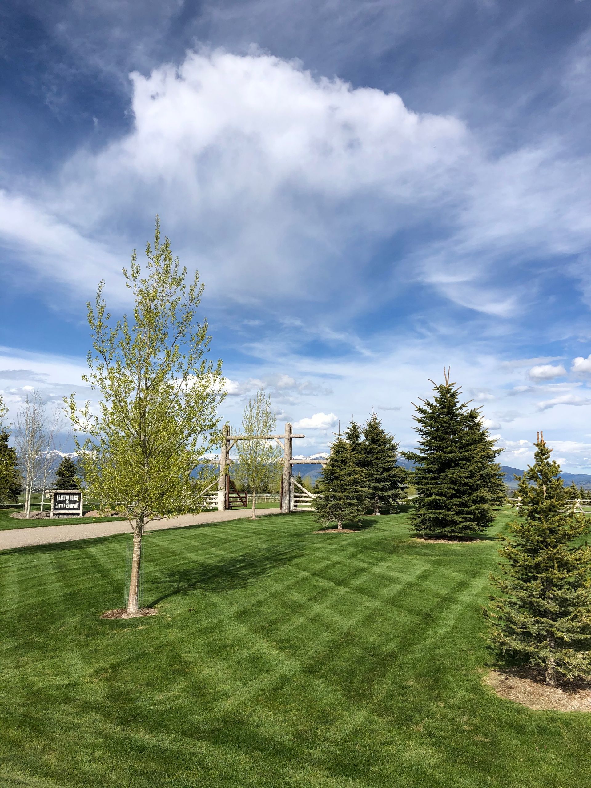 Lush green park with young trees under a bright, cloud-filled sky