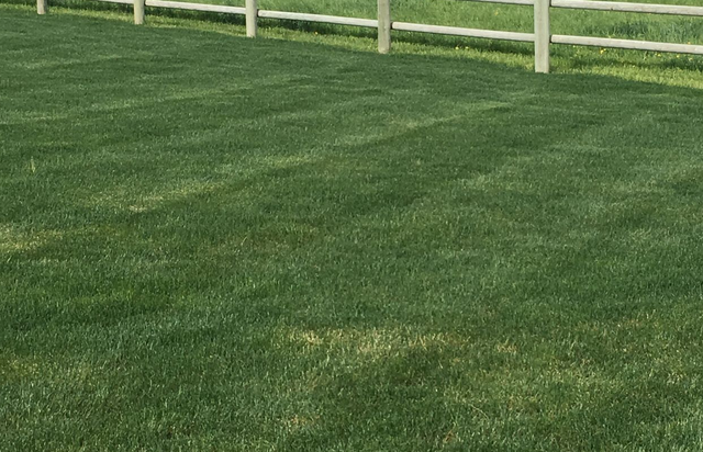 Green grassy field with a white fence in the background