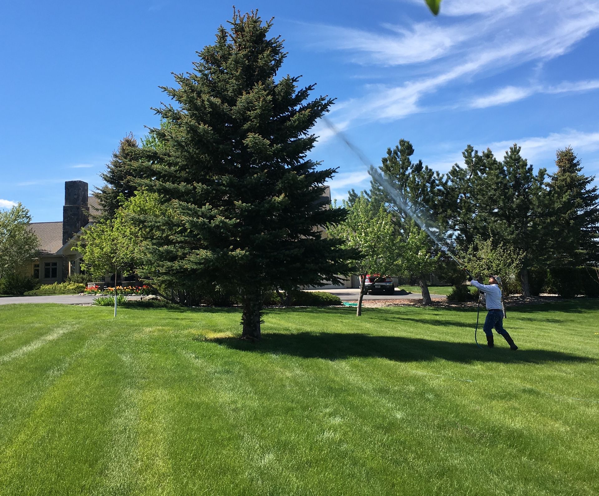 Large evergreen tree on a sunny lawn with a person spraying water nearby and a building in the background