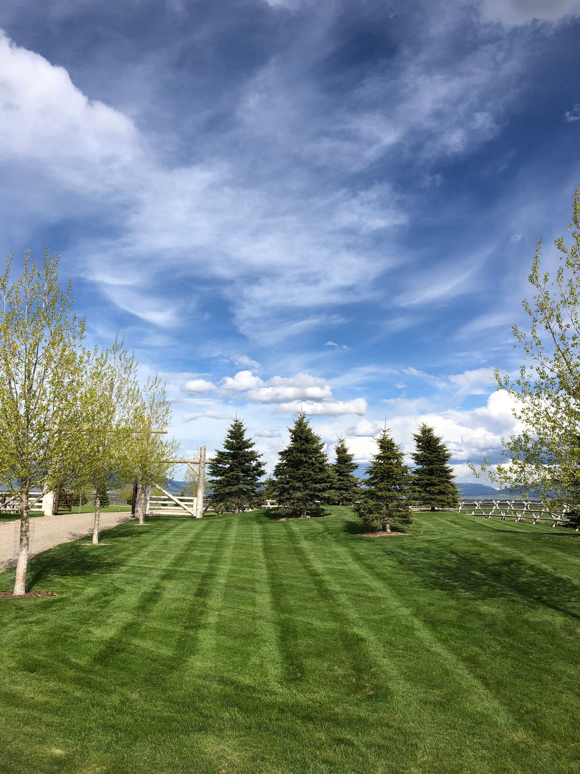 Green lawn with trees and a blue sky filled with wispy clouds