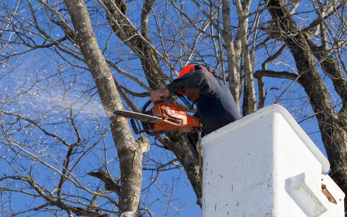 Tree removal crew on a bucket truck crane