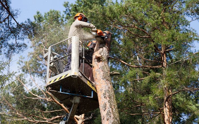 Tree removal