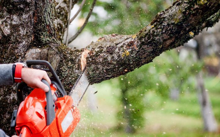 Tree trimming